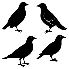 Obraz premium Collection of four black bird silhouettes standing on white background