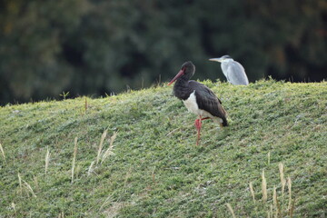 Black stork (Ciconia nigra) in Japan