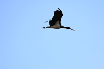 Black stork (Ciconia nigra) in Japan