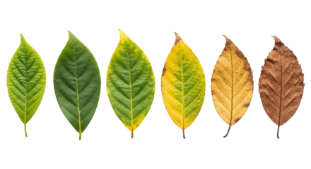 A Macro View of a Leaf's Aging and Decay Process, Cut Out, Clipping Path, Isolated on a Transparent PNG Background.