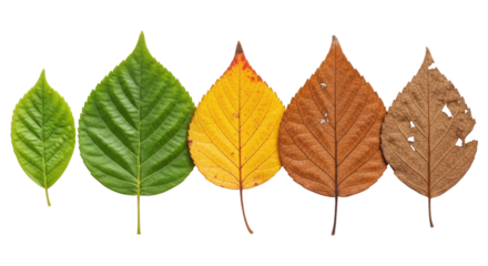 A Gradient of Autumn Leaves, Cut Out, Clipping Path, Isolated on a Transparent PNG Background.