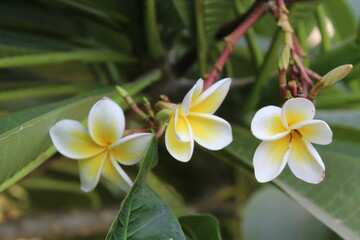 Frangipani, Plumeria, calachuchi or paucipan