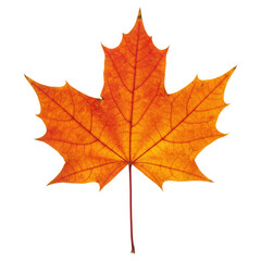 Fototapeta premium A Macro Photograph of an Autumn Leaf, Cut Out, Clipping Path, Isolated on a Transparent PNG Background.