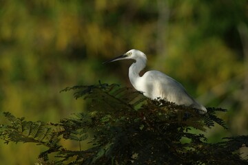Egret in tree