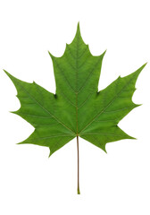 A Symbol of Growth and a Healthy Environment, Cut Out, Clipping Path, Isolated on a Transparent PNG Background.