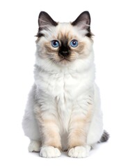 Obraz premium A full-body shot of a cat with bright blue eyes and light fur with darker points, sitting upright