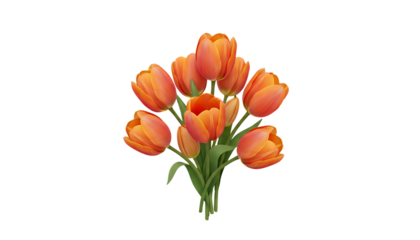 dutch orange tulips on white background isolated on white background