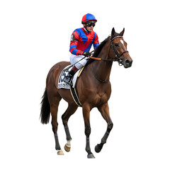 jockey on horse preparing for horse race white background isolated on white background