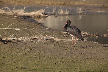 Black stork (Ciconia nigra) in Japan