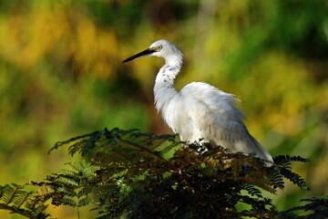 Egret in tree