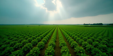 Aerial Drone Footage of Natural Ecological Winter Vegetable Field Carrot and Farming Landscape, Sustainable Agriculture, 4K, Vegetable Field. broccoli field