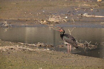 Black stork (Ciconia nigra) in Japan