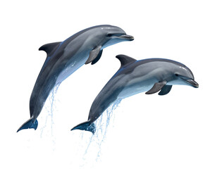 Obraz premium Dual Jumping Dolphin Variations — isolated on white background