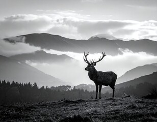 Silhouette of a stag in a misty mountain range at sunrise