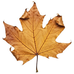 A Rustic And Natural Maple Leaf for a Fall Design, Cut Out, Clipping Path, Isolated on a Transparent PNG Background.