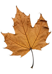 Obraz premium The Fading Colors of a Late Autumn Maple Leaf, Cut Out, Clipping Path, Isolated on a Transparent PNG Background.