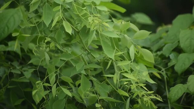 Dalbergia sissoo leaves glowing under daylight highlighting natural textures and tropical tree foliage pattern.