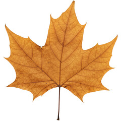 Obraz premium A Fallen Maple Leaf with a Curled Edge, Cut Out, Clipping Path, Isolated on a Transparent PNG Background.