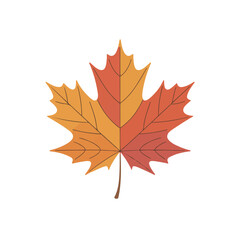 Obraz premium Autumn maple leaf with warm red and orange hues