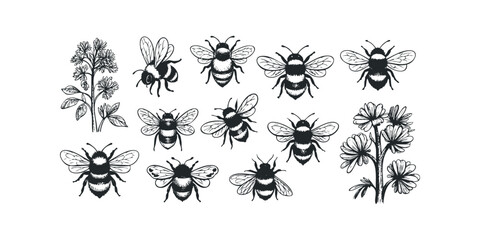 Collection of black and white bumblebees and flowers