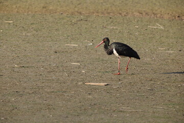 Black stork (Ciconia nigra) in Japan