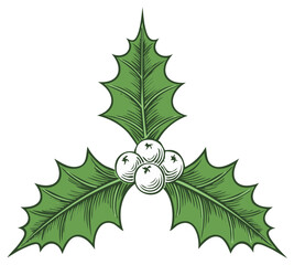 Vintage Christmas Holly Sprig with Green Leaves and White Berries Illustration