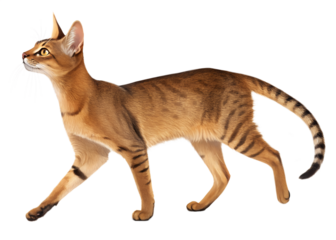 Elegant abyssinian cat with ticked fur and striking amber eyes standing gracefully on a transparent background isolated on transparent background