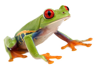 Obraz premium Vibrant green red eyed tree frog with bright orange feet and blue and purple markings isolated on transparent background