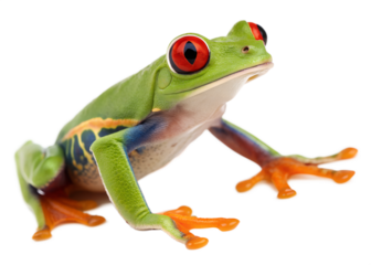 Vibrant green red eyed tree frog with bright orange feet and blue and purple markings isolated on transparent background