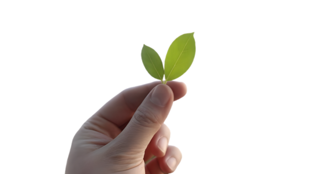 Hand holding small green leaves isolated on transparent background symbolizing eco growth and sustainability - Powered by Adobe