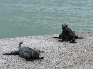 galapagos land iguana