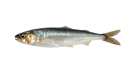 Fototapeta premium Fresh whole herring fish isolated on the transparent background showing silvery scales, fins, and ocean texture for culinary and seafood concepts