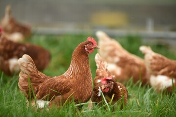 A chicken with colorful feathers stands tall on the ground.