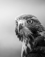 A golden eagle perches majestically on top of a sheer cliff.