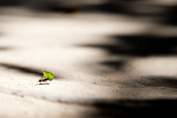 A worker ant struggles to lift a piece of leaf that is much larger than its body.