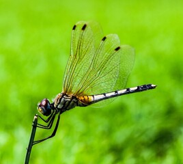 A colorful dragonfly perched gracefully on the tip of a green leaf.