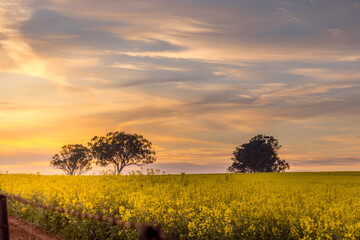 Trees against a pretty sky and in a field of flowers