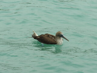 blue footed booby