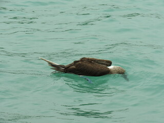 Fototapeta premium blue footed booby
