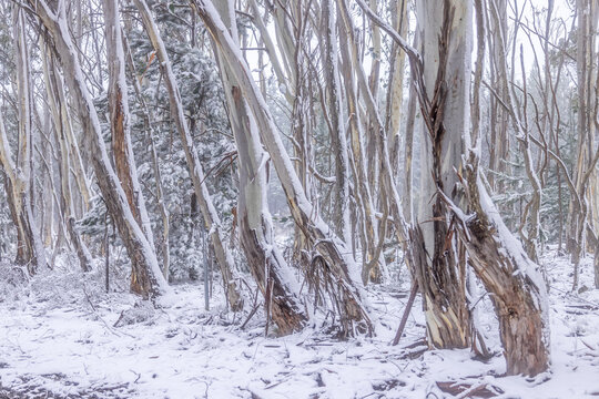 Australian gum trees in snow winter scene