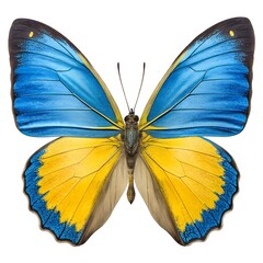Vibrant Butterfly Art with Blue and Yellow Wing Patterns.
