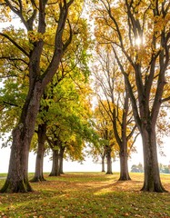A vibrant autumn scene, with sunlight filtering through tall trees in a park-like setting. Fallen leaves blanket the ground