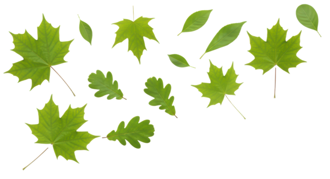 Assorted Green Leaves with Yellow Spots Scattered Isolated On transparent Background