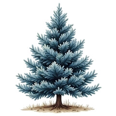Isolated blue spruce tree with roots and some grass