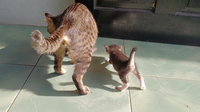 Close-up of a striped mother cat gently carrying her tiny kitten by the scruff of its neck. Focus on maternal care, tenderness, feline nature, cute pet moments, and animal instinct.