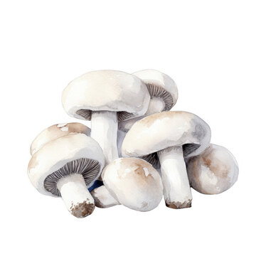 Fresh White Mushrooms isolated on transparent background.