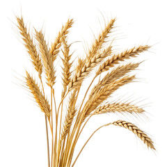 Detail of golden wheat ears isolated on transparent background