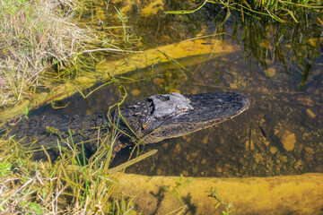 American Alligator Resting in Shallow Water
