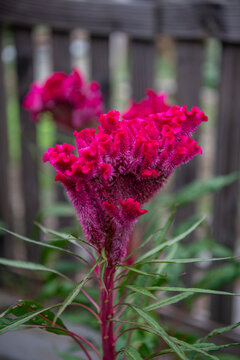 Close-up of bright red cockscomb