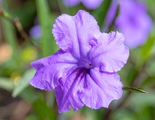 Close-up of a Vibrant Purple Ruellia Flower in Bloom.
